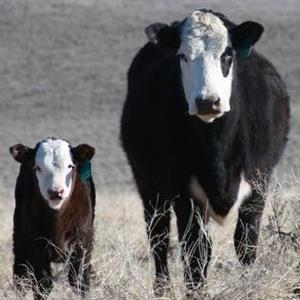 cattle industry news